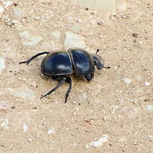 Flightless Dung Beetle