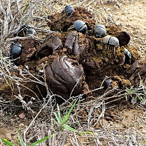 Flightless Dung Beetles