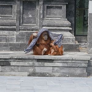 Orangutan Wears Visitors Scarf @ Pairi Daiza - YouTube