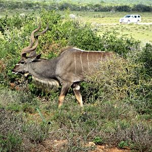 Cape Greater Kudu Bull