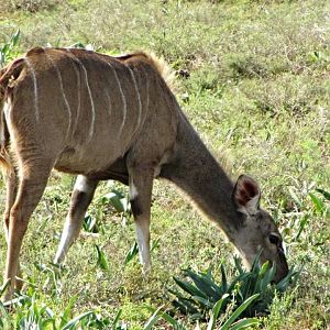 Cape Greater Kudu Cow