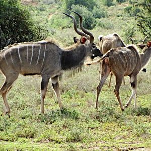 Courting Cape Greater Kudu