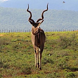 Cape Greater Kudu Bull