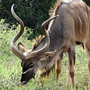 Cape Greater Kudu Bull