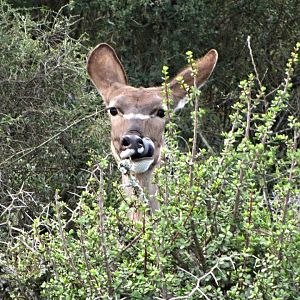 Cape Greater Kudu Cow
