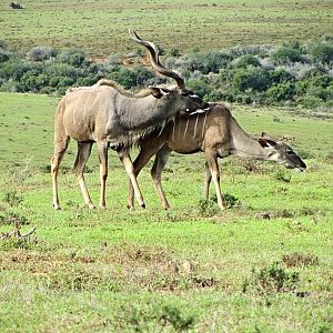 Courting Cape Greater Kudu