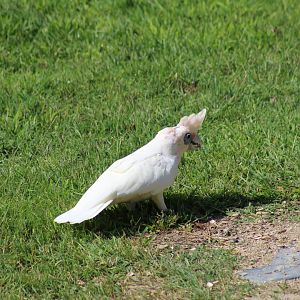 Western Corella