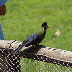 White-Cheeked Turaco