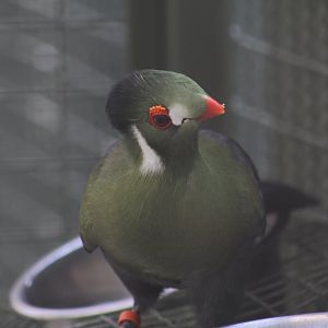 White-Cheeked Turaco