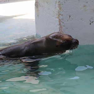 Patagonian Sea Lion