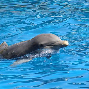Atlantic Bottlenose Dolphin
