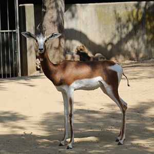 Mhorr Gazelle