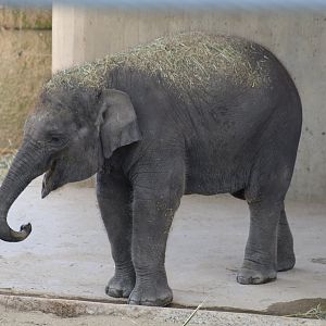Sumatran Elephant Calf