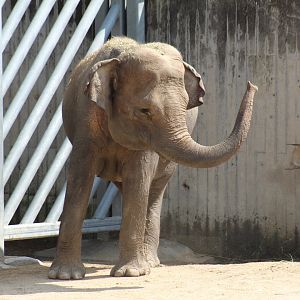 Sumatran Elephant