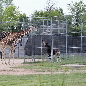 Giraffe & Okapi