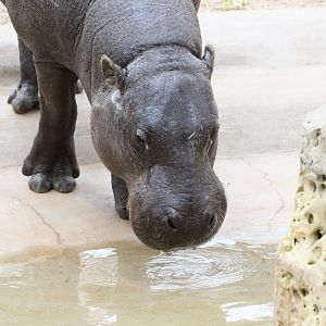Pygmy Hippopotamus