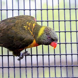 strange lorikeet