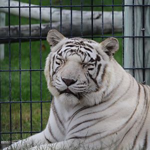 White Tiger