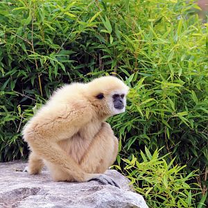 Lar Gibbon