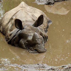 Greater One-horned Rhinoceros