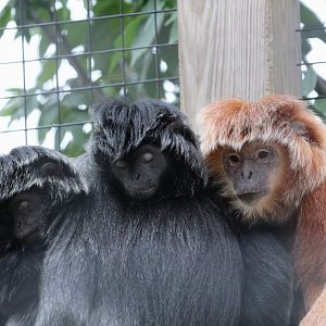 Javan Lutung