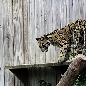 Clouded Leopard