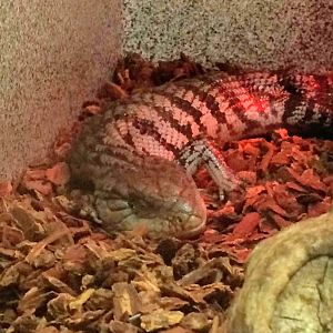 Blue-tongued Skink