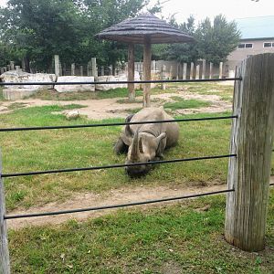 Southern Black Rhinoceros