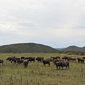 Cape Buffalo Herd at Cape Buffalo Breeding Centre