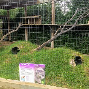 Pallas's Cat exhibit