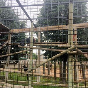 Javan Lutung enclosure