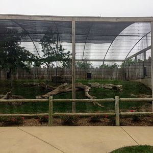 Snow Leopard exhibit