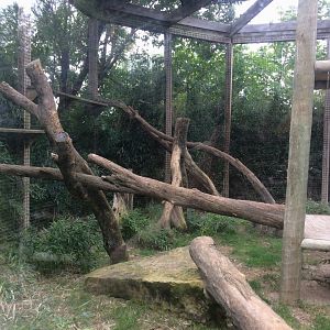 Clouded Leopard exhibit