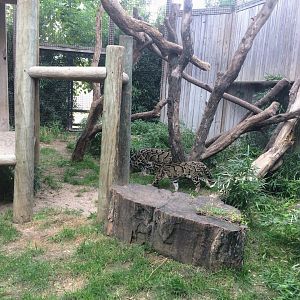 Clouded Leopard exhibit