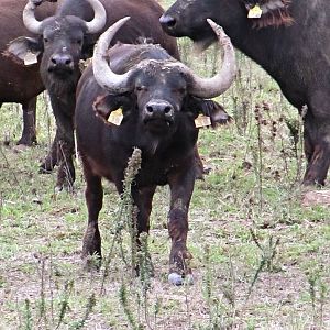 Cape Buffalo at Cape Buffalo Breeding Centre