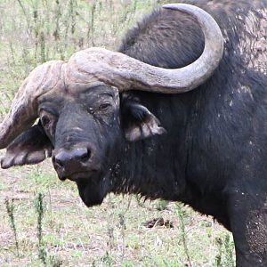 Cape Buffalo at Cape Buffalo Breeding Centre