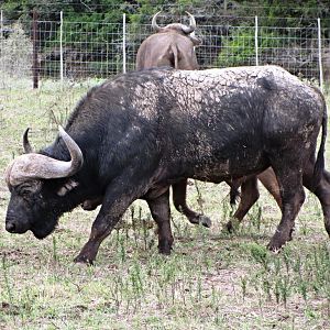 Cape Buffalo at Cape Buffalo Breeding Centre