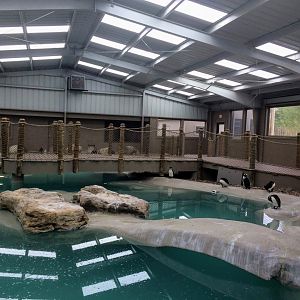 Troublemaker's Cove - African Penguin exhibit