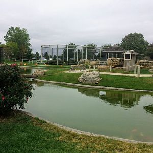 Ring-tailed Lemur island