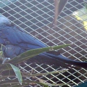 Spix's macaw (Cyanopsitta spixii)