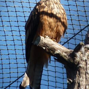 Red kite (Milvus milvus)
