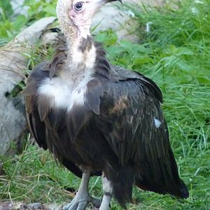 Hooded vulture (Necrosyrtes monachus)