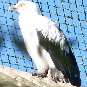 Palm-nut vulture (Gypohierax angolensis)