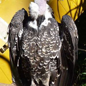 Rüppell's griffon vulture (Gyps rueppellii)