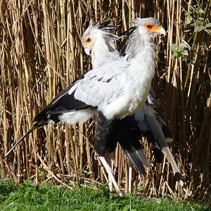 Secretarybird (Sagittarius serpentarius) pair