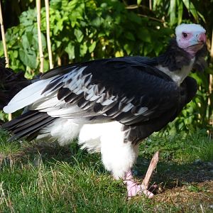 White-headed vulture (Trigonoceps occipitalis)
