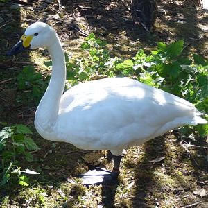 Whooper swan (Cygnus cygnus)