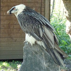 Bearded vulture (Gypaetus barbatus)