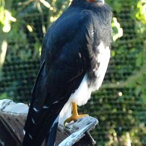 Mountain caracara (Phalcoboenus megalopterus)