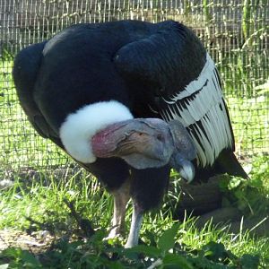 Andean condor (Vultur gryphus) male
